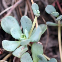 Sedum obtusatum