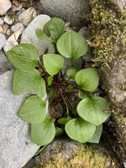 Claytonia sibirica