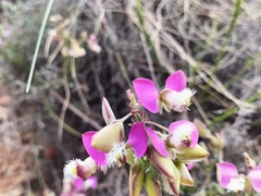 Polygala bracteolata