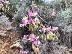Polygala bracteolata