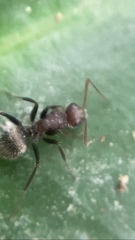 Camponotus planatus