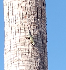 Sceloporus torquatus
