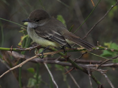 Myiarchus magnirostris
