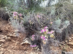 Polygala bracteolata