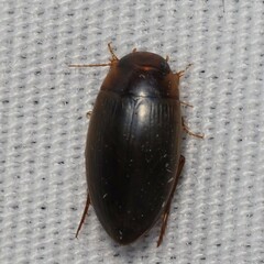 Copelatus chevrolati