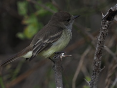 Myiarchus magnirostris