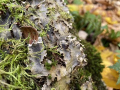 Peltigera praetextata