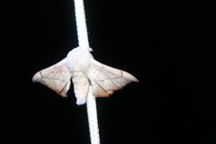 Cicinnus melsheimeri