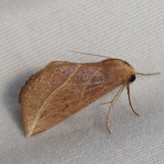 Phyprosopus callitrichoides