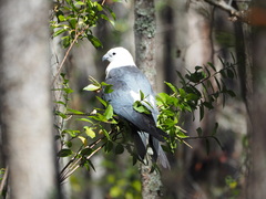 Elanoides forficatus