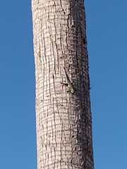 Sceloporus torquatus
