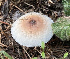 Lepiota rubrotinctoides