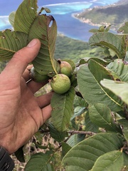 Psidium
