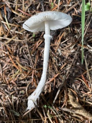 Lepiota rubrotinctoides