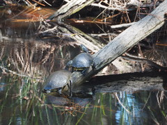 Pseudemys floridana