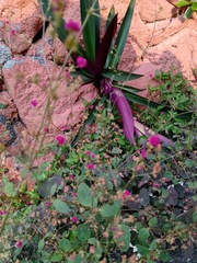 Mirabilis viscosa