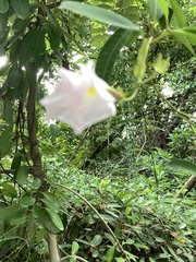 Rhabdadenia biflora