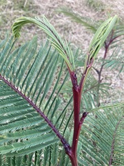 Leucaena