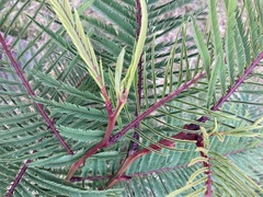 Leucaena