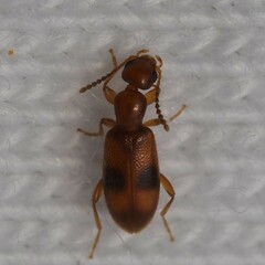 Vacusus vicinus