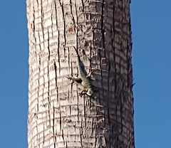 Sceloporus torquatus