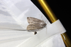 Acronicta lithospila