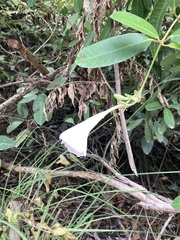 Rhabdadenia biflora