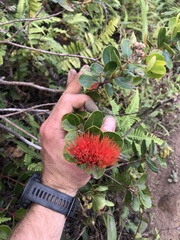 Metrosideros collina