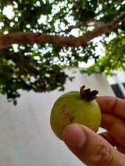 Psidium guajava