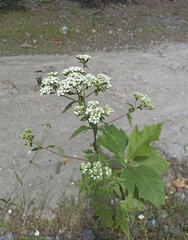 Stevia