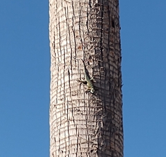Sceloporus torquatus