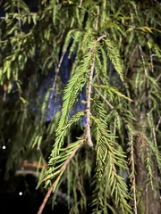Taxodium mucronatum