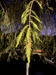 Taxodium mucronatum