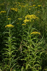 Senecio sarracenicus