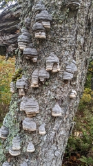 Fomes fomentarius