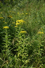 Senecio sarracenicus