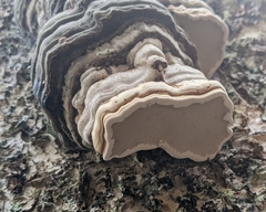 Fomes fomentarius