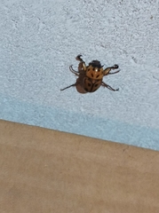 Cyclocephala lunulata