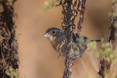 Ammodramus savannarum