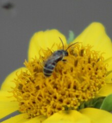 Halictus ligatus