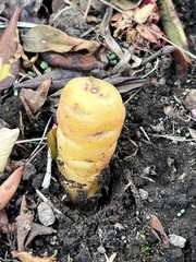 Arracacia xanthorrhiza