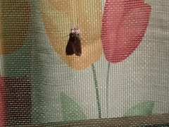 Acronyctodes mexicanaria