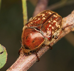 Euphoria leucographa