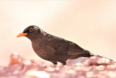 Turdus chiguanco