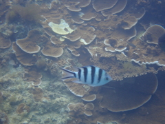 Abudefduf sexfasciatus