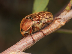 Euphoria leucographa