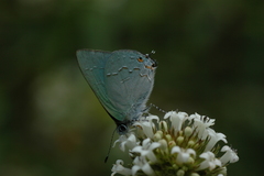 Erora nitetis