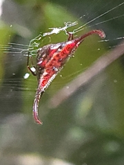 Gasteracantha falcicornis