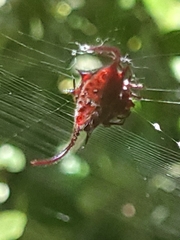 Gasteracantha falcicornis