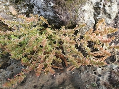 Crassula sieberiana